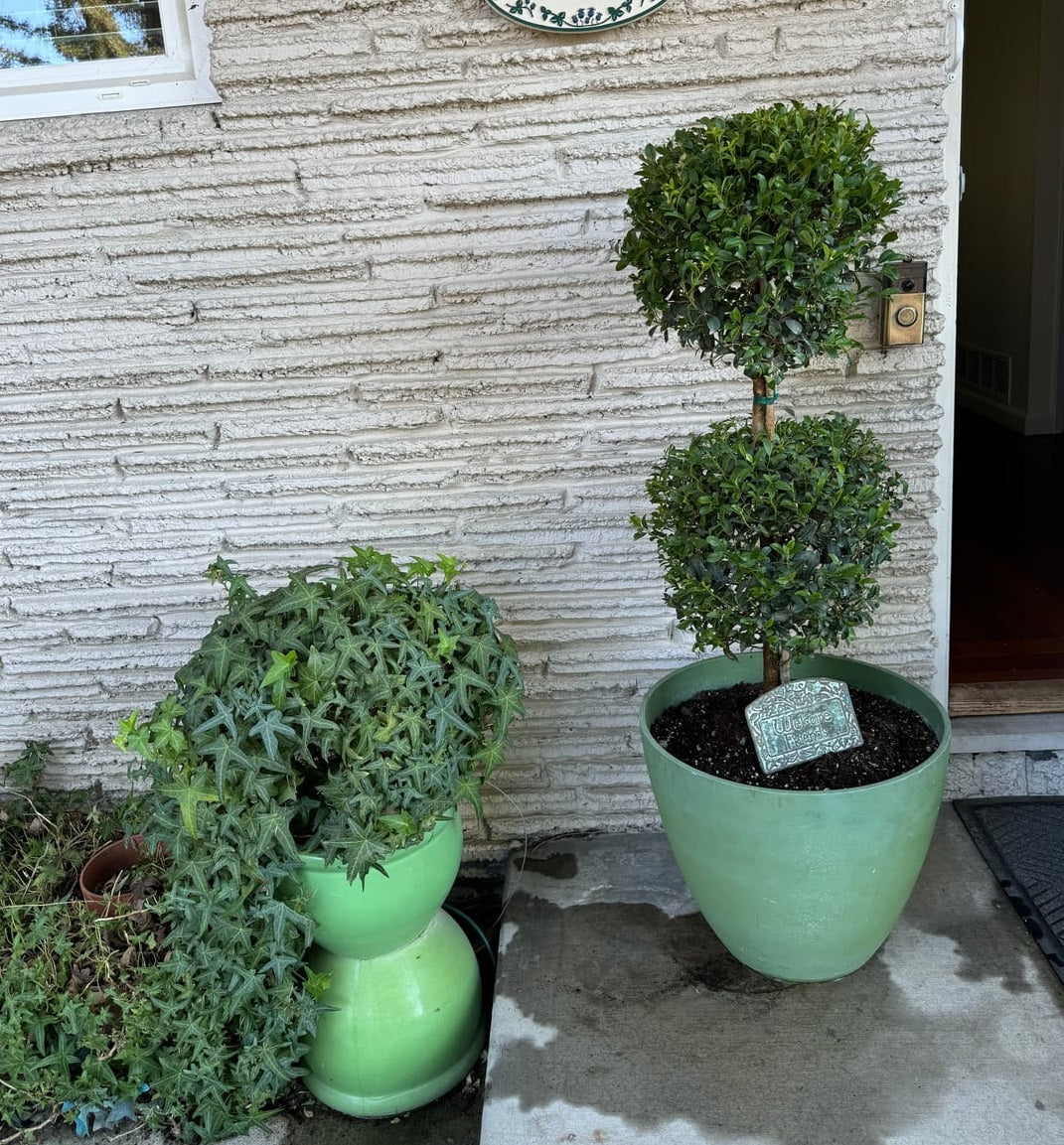 Topiary Eugenia, Spiral, Cones, Multi Ball Design